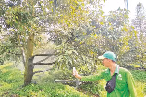 Nhà vườn trồng sầu riêng điều khiển hệ thống tưới nước nhỏ giọt bằng điện thoại thông minh.