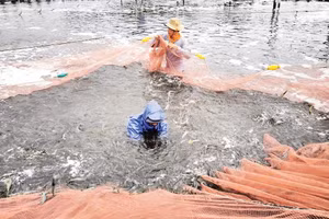 Nông dân xã Thạnh Hải (tỉnh Vĩnh Long) phát triển mô hình nuôi tôm ứng dụng công nghệ cao.