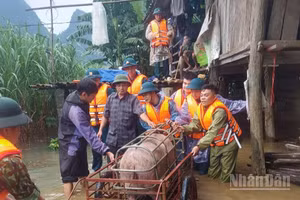 Lực lượng xã Bế Văn Đàn hỗ trợ người dân di chuyển vật nuôi đến nơi an toàn.