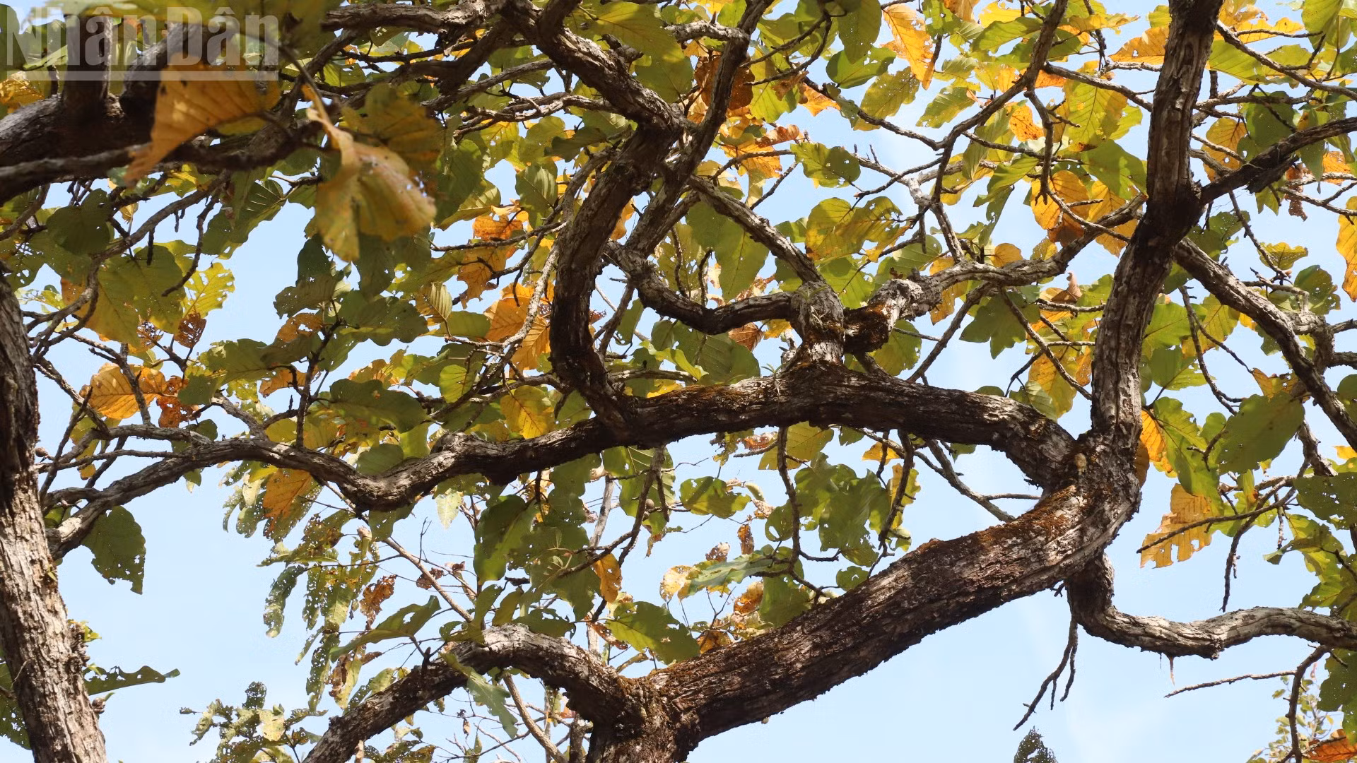 ndo_tl_img-1710-1460.jpg