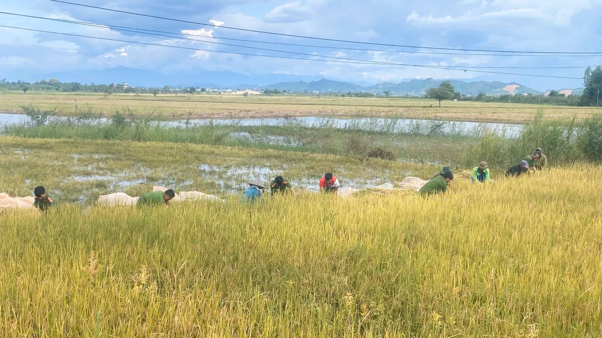 Các cán bộ, chiến sĩ Công an xã Ea Na và lực lượng bảo đảm an ninh trật tự ở cơ sở các thôn, buôn của xã đã lội bùn sát cánh cùng bà con thu hoạch lúa chạy lũ.