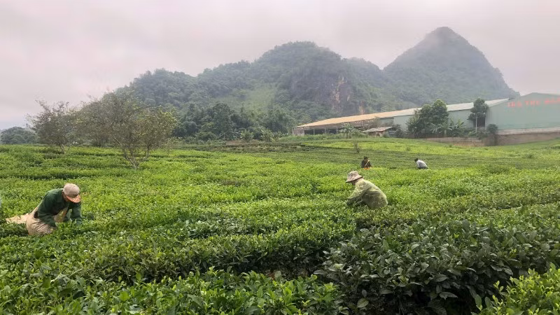 Nông dân xã Bình Thuận, tỉnh Sơn La thu hoạch chè.