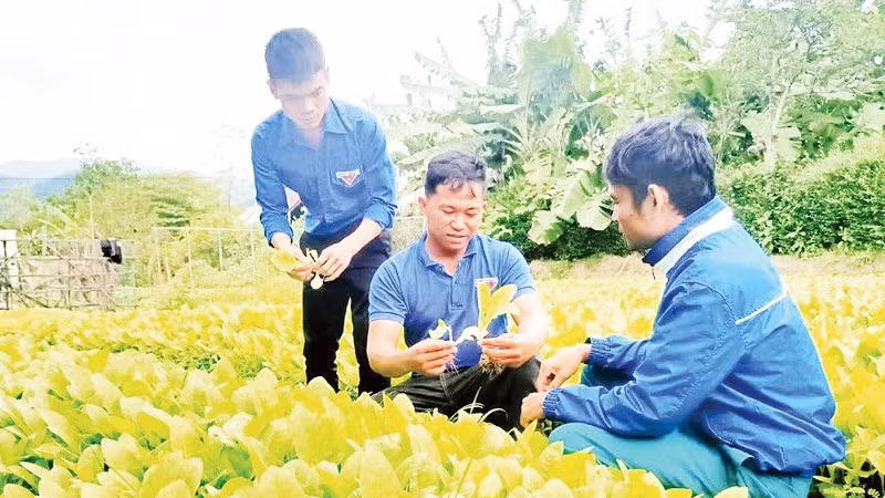 Hợp tác xã Nông nghiệp và dịch vụ thanh niên xã Đất Bằng (Gia Lai) do anh Kpă Séo (giữa) làm giám đốc đã giải quyết việc làm cho 200 lao động.