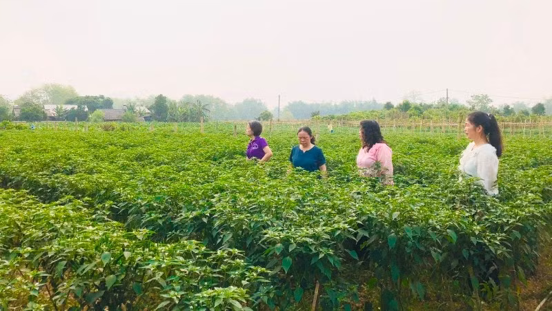 Cán bộ xã Hòa An (tỉnh Cao Bằng) thường xuyên xuống địa bàn hỗ trợ người dân kỹ thuật trồng và chăm sóc cây ớt. (Ảnh: QUỲNH CHI)