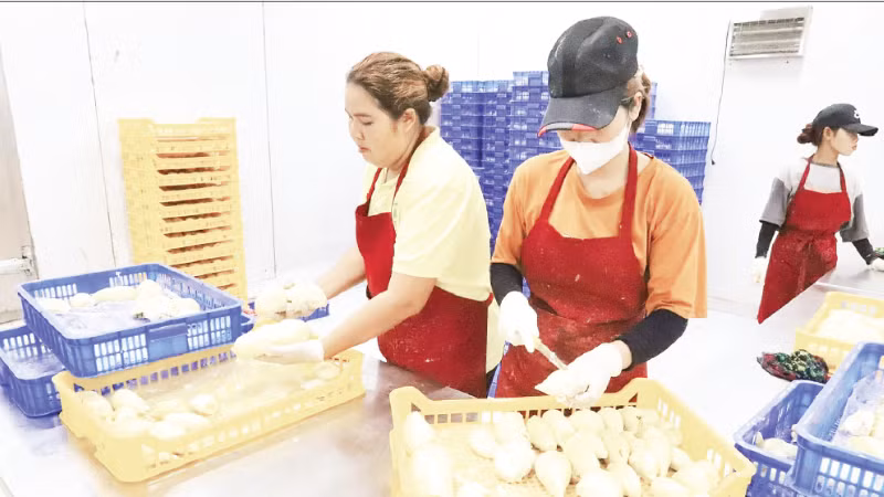 Sơ chế sầu riêng xuất khẩu tại một doanh nghiệp trên địa bàn tỉnh Đắk Lắk. (Ảnh CÔNG LÝ)