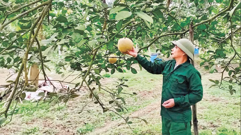 Ông Đỗ Trung Kiên, Giám đốc Hợp tác xã Sản xuất và Kinh doanh bưởi xã Chí Đám thăm vườn bưởi sắp thu hoạch.