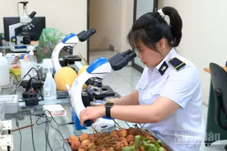 Cán bộ Kiểm dịch thực vật Tân Thanh đang lấy mẫu mặt hàng vải thiều. 