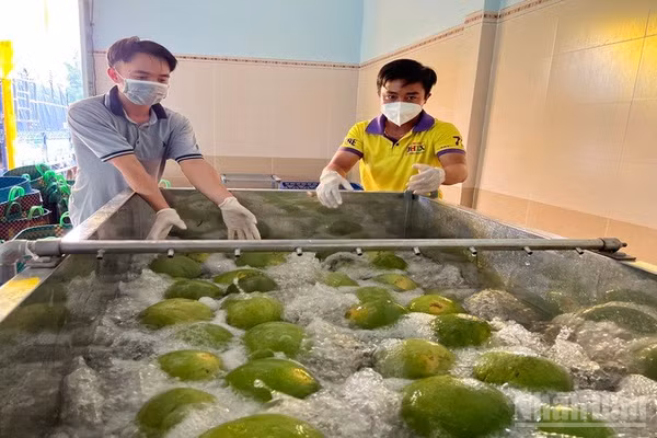 Tỉnh Vĩnh Long tập huấn các quy định về kiểm dịch thực vật, truy xuất nguồn gốc đối với quả bưởi tươi xuất khẩu sang thị trường Australia. (Ảnh: HOÀNG TRUNG)