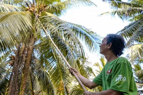 Nông dân tỉnh Vĩnh Long được hỗ trợ phát triển vườn dừa hữu cơ. (Ảnh: MINH LÝ)