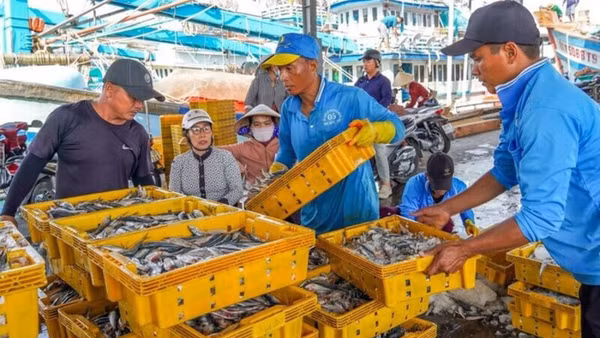 Bốc xếp hải sản tại Cảng cá Trần Đề, thành phố Cần Thơ. (Ảnh: PHƯƠNG ANH)