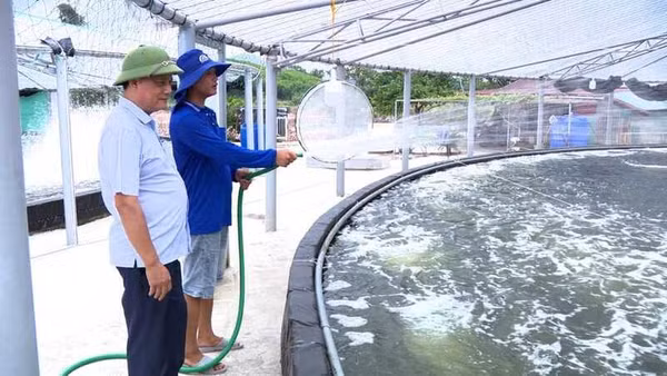 Chăm sóc tôm nuôi tại Hợp tác xã Thủy sản xanh Đông Ngũ, Quảng Ninh. (Ảnh: HẢI HÀ)