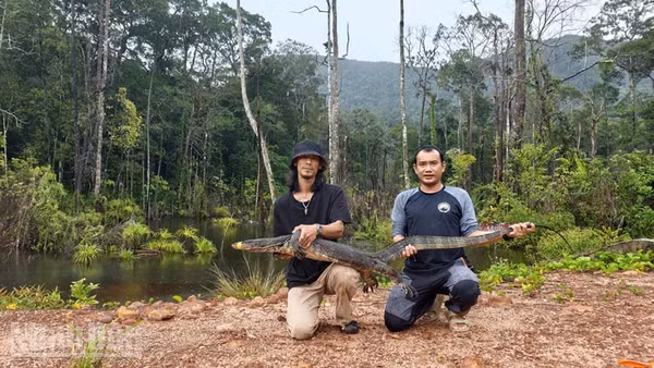 Người dân tái thả kỳ đà hoa nặng 20kg, dài 2m về rừng tự nhiên ở Phú Quốc. (Ảnh: CTV)