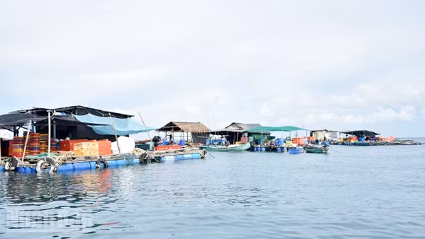 Nuôi cá trong lồng bè ở Thổ Châu. (Ảnh: QUỐC TRINH)