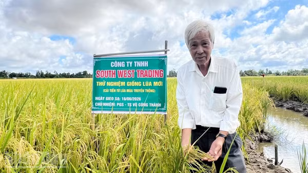 Phó Giáo sư, Tiến sĩ Võ Công Thành bên giống lúa mới. (Ảnh: QUỐC TRINH)