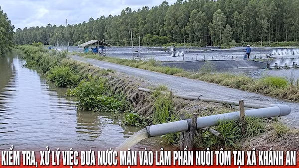 Một khu vực lâm phần rừng ngọt trên địa bàn xã Khánh An bị hộ dân đưa nước mặn vào nuôi tôm, được Chủ tịch tỉnh chỉ đạo rà soát, xử lý. (Ảnh: Cổng thông tin điện tử tỉnh Cà Mau)