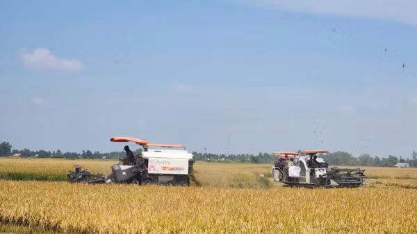 Nông dân tỉnh An Giang thu hoạch lúa trong vùng thực hiện Đề án chuyên canh lúa chất lượng cao và phát thải thấp. (Ảnh: QUỐC TRINH)