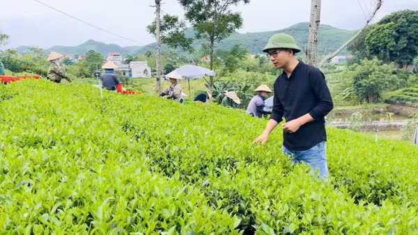 Nghệ nhân Kiều Cao Dũng trực tiếp kiểm tra chất lượng trà tại đồi trà nguyên liệu ở Thái Nguyên.