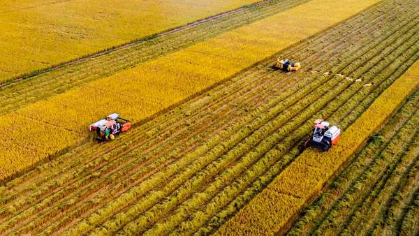 Thu hoạch lúa trên cánh đồng lớn tại tỉnh Tây Ninh. (Ảnh: KHÁNH AN)