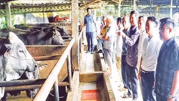 Chăn nuôi bò vỗ béo tuần hoàn mang lại hiệu quả về kinh tế, xã hội và môi trường.