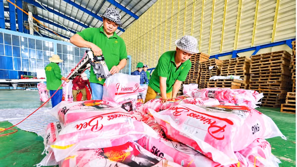 Đóng gói gạo xuất khẩu tại Công ty Trách nhiệm hữu hạn Xuất nhập khẩu Chơn Chính (tỉnh Đồng Tháp). (Ảnh: KHÁNH AN)