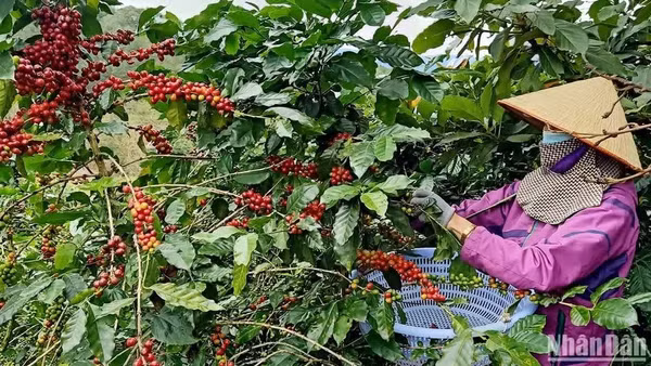 Thu hoạch cà-phê Arabica tại Lâm Đồng.