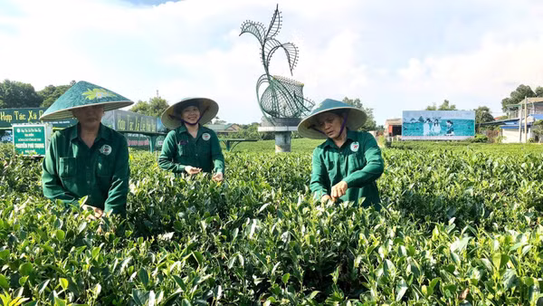 Hợp tác xã chè Hảo Đạt (Thái Nguyên) đang ứng dụng chuyển đổi số vào một số công đoạn sản xuất giúp nâng cao hiệu quả. (Ảnh: NGUYÊN PHÚC)