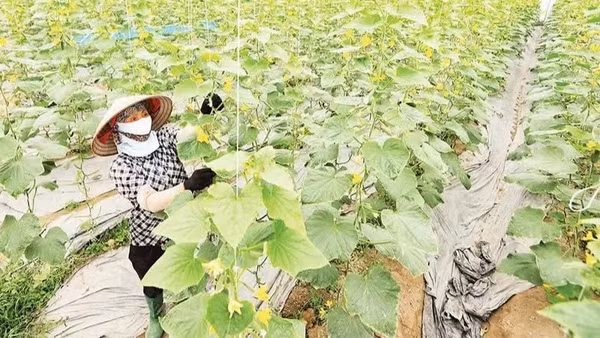 Mô hình sản xuất nông nghiệp công nghệ cao xã Xuân Cẩm, tỉnh Bắc Ninh.