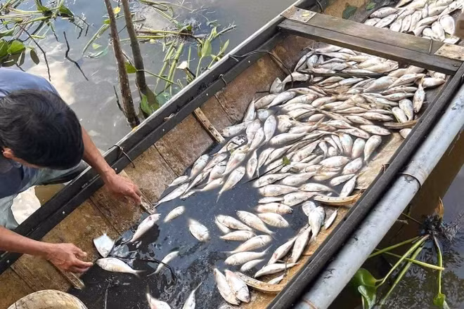 Cá chết trên sông Sa Lung được người dân gom lại để làm thức ăn gia súc. (Ảnh: H.M)