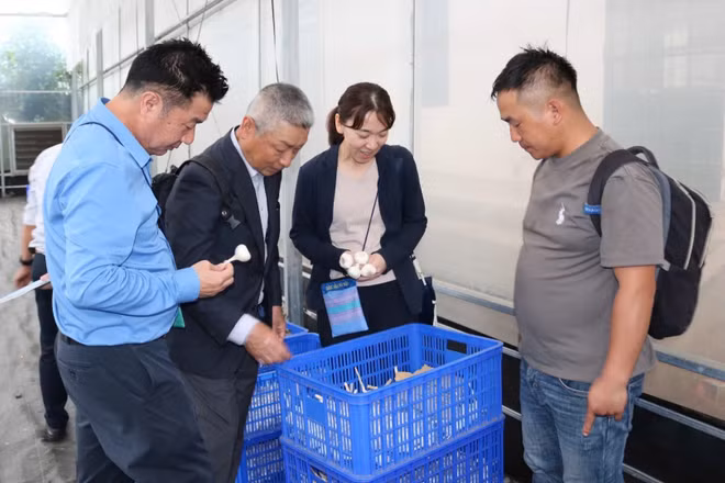 Các đại biểu tham quan thành phẩm tỏi Sanuki sau thu hoạch. (Ảnh: JICA)