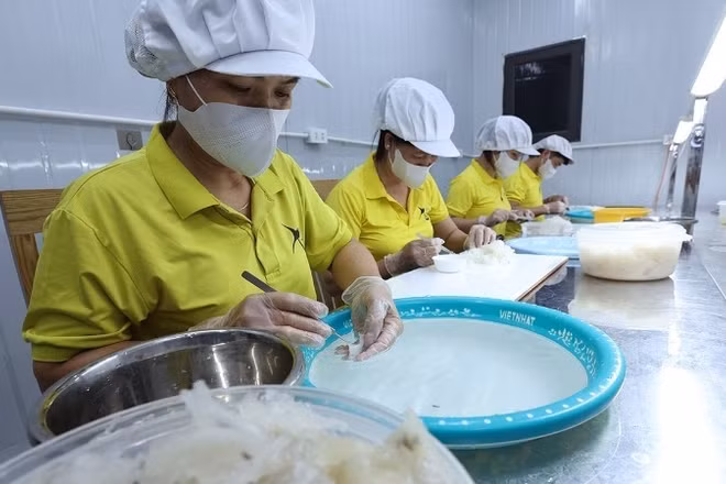 Sơ chế sản phẩm tổ yến ở Công ty TNHH Sản xuất và Thương mại yến sào Xứ Thanh, xã Vạn Lộc, tỉnh Thanh Hóa. (Ảnh: Vũ Sinh/TTXVN)