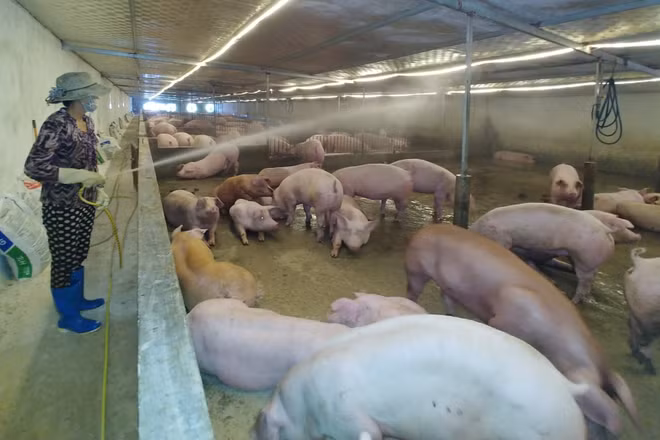 Ninh Bình siết chặt hoạt động kiểm dịch đàn gia súc.