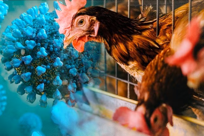 Chuyên gia cảnh báo cúm gia cầm A/H9N2 có thể gây đại dịch ở người