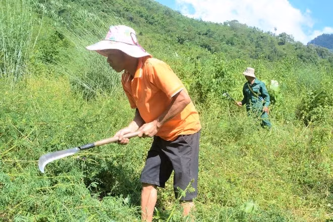 Người dân bản Hin, xã Na Sang phát cây bụi chăm sóc cây giổi xanh trồng theo dự án trồng rừng phòng hộ đầu nguồn.