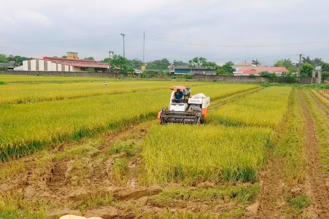 Thu hoạch lúa tại xã Mỹ Xuyên, thành phố Hà Nội. (Ảnh: ĐĂNG KHOA)