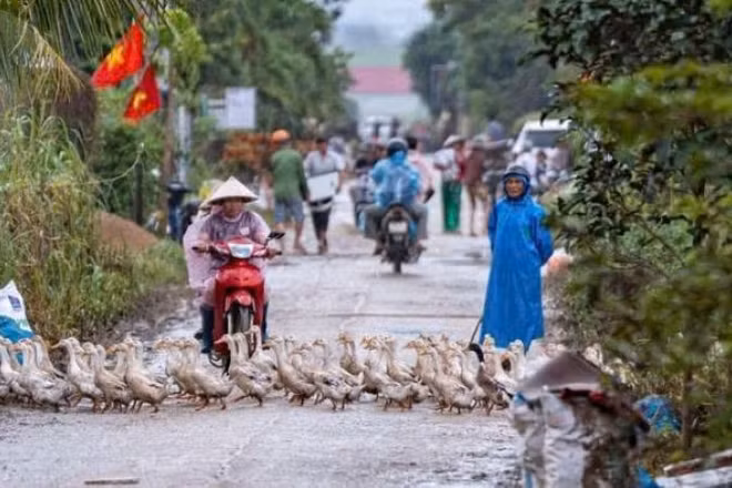 Nhiều người dân ở dưới thủy điện Ba Hạ nuôi vịt trong mùa mưa lũ để tránh thiệt hại.