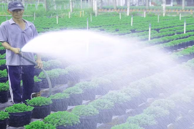 Người dân trồng cúc mâm xôi tại xã Chợ Lách tất bật chuẩn bị vụ hoa Tết. (Ảnh: HOÀNG VŨ)
