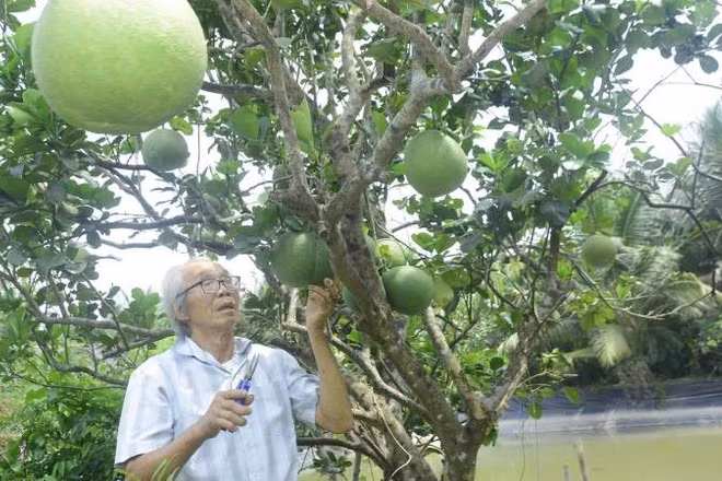 Lão nông Ba Rô xây dựng thương hiệu bưởi da xanh mang tên "BR99".