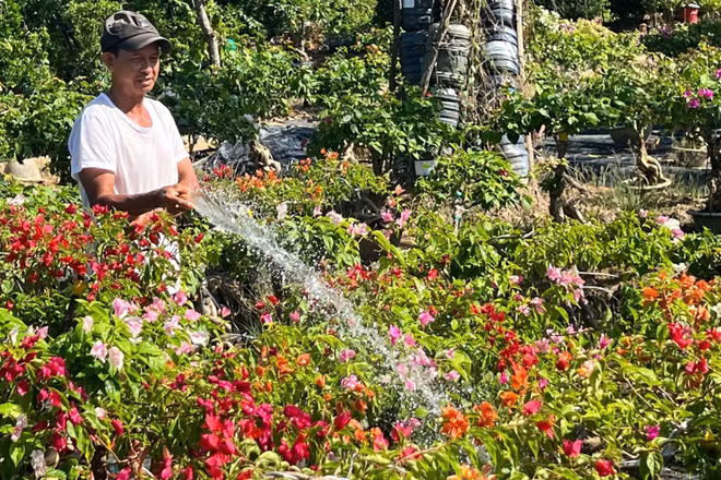 Nông dân Nguyễn Văn Màu (ngụ xã Vĩnh Thành, tỉnh Vĩnh Long) chăm sóc cây hoa giấy chuẩn bị cho vụ mùa Tết. (Ảnh HOÀNG TRUNG)