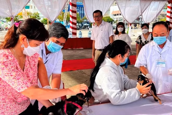 Tiêm ngừa vaccine trên vật nuôi để phòng bệnh dại. (Ảnh: HOÀNG TRUNG)