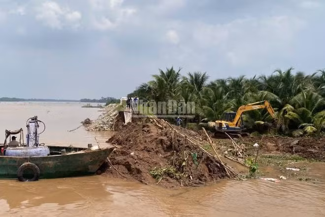 Sạt lở đê bao làm nước tràn vào gây ngập vườn cây ăn quả của người dân cồn Cái Gà, xã Chợ Lách, tỉnh Vĩnh Long. (Ảnh: HOÀNG TRUNG)