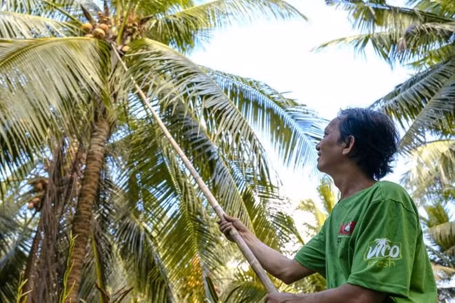 Nông dân tỉnh Vĩnh Long được hỗ trợ phát triển vườn dừa hữu cơ. (Ảnh: MINH LÝ)