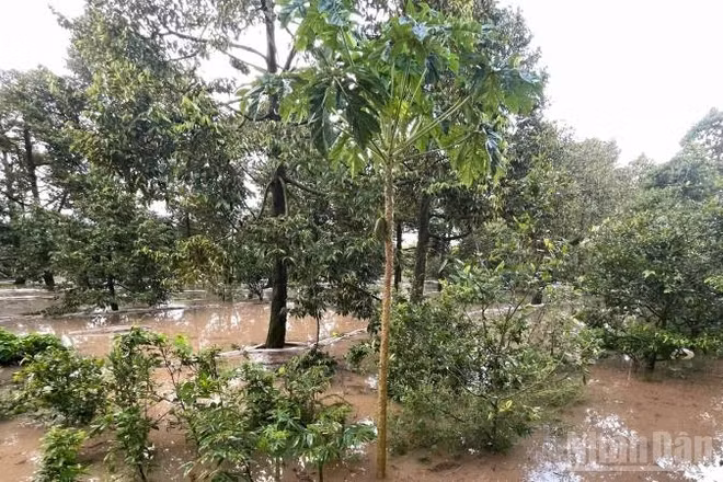 Triều cường làm ngập hơn 15ha vườn cây ăn quả của người dân xã Tân Phú. (Ảnh: HOÀNG TRUNG)