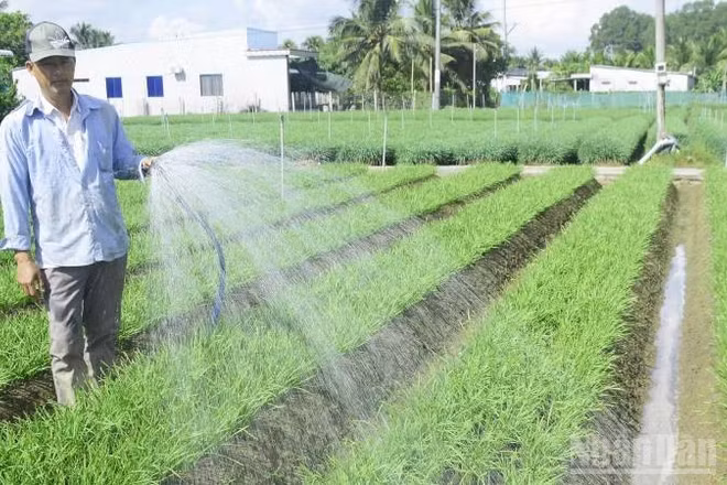 Nông dân xã Nhuận Phú Tân phát triển nghề trồng rau hẹ gần 40 năm.