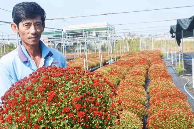 Ông Hoàng Anh thành công nhờ trồng cúc mâm xôi giống Hàn Quốc.