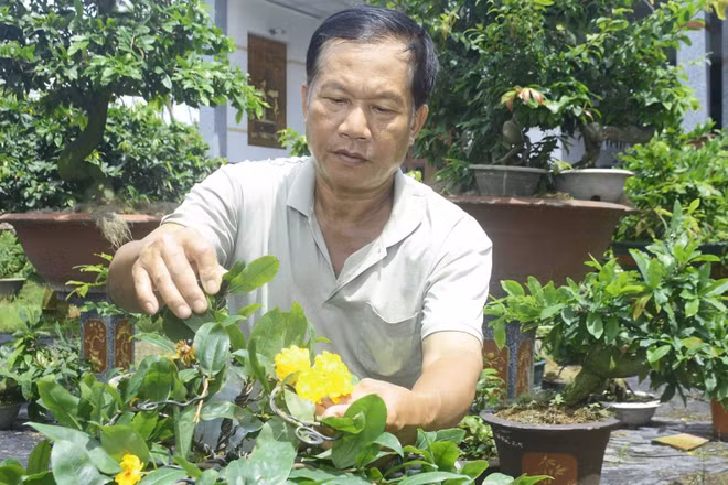 Sản phẩm mai vàng tại xã Vĩnh Thành (tỉnh Vĩnh Long) đạt chuẩn OCOP hạng 3 sao.