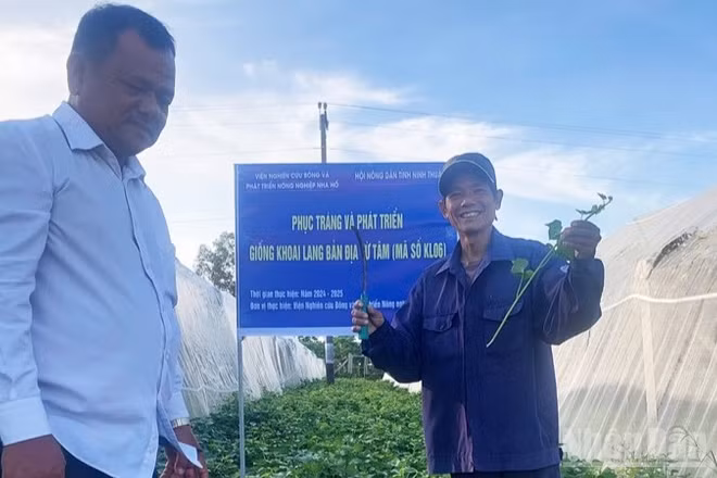 Khu vực phục tráng và phát triển giống khoai lang bản địa Từ Tâm (mã số KL06) tại xã Ninh Phước, tỉnh Khánh Hòa. (Ảnh: NGUYỄN TRUNG)