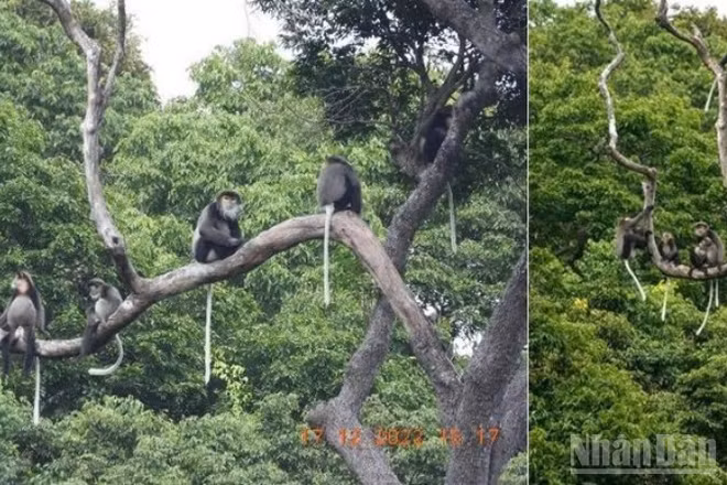 Voọc Chà vá chân đen lưu trú trong những cánh rừng nguyên sinh thuộc Vườn quốc gia Núi Chúa và Vườn quốc gia Phước Bình. (Ảnh: Đơn vị cung cấp)