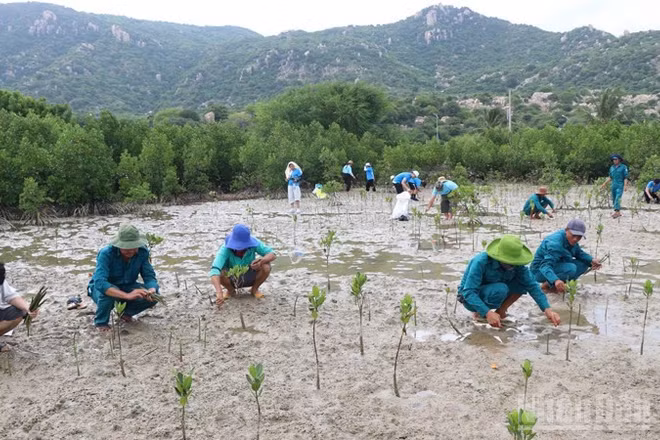 Các thành viên Tổ tình nguyện bảo vệ rừng ngập mặn thôn Mỹ Hòa; Đội tình nguyện bảo vệ rùa biển của Vườn quốc gia Núi Chúa trồng dặm những chỗ cây non chết trước đó. (Ảnh: NGUYỄN TRUNG)