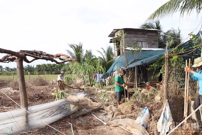 Ông Trịnh Minh Trung, thôn Ninh Quý 3, xã Phước Hậu (Khánh Hòa) thuê 3 công đến dọn lại vườn tược sau mưa lũ. (Ảnh: NGUYỄN TRUNG)