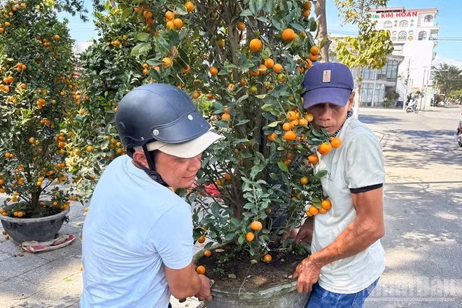 Cây quất kiểng được nhiều người lựa chọn mua để chưng vào những ngày Tết. (Ảnh: NGUYỄN TRUNG)
